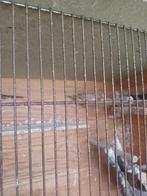vogels, Dieren en Toebehoren, Vrouwelijk