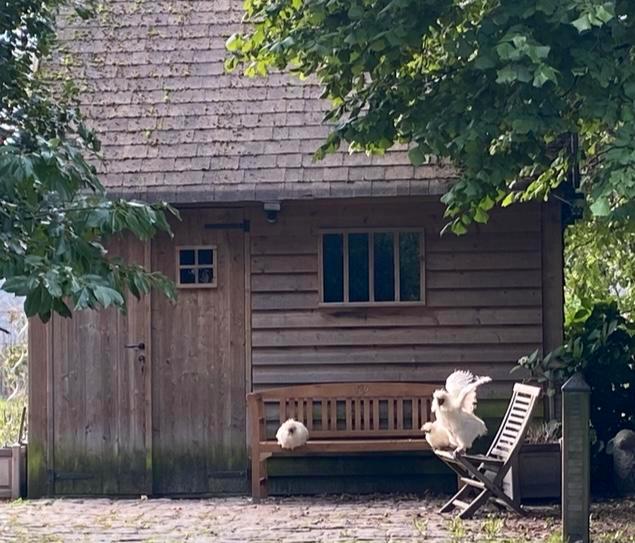 Tuinhuis + retrovloer - degelijke kwaliteit -Dinowood, Tuin en Terras, Tuinhuizen, Zo goed als nieuw, Tuinhuis, Ophalen