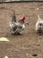 Chabo haan, Dieren en Toebehoren, Mannelijk, Kip