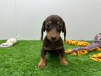 MINI Teckel pups