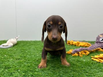 Chiots Teckel MINI, Poils courts, Parvovirose, Plusieurs, Belgique