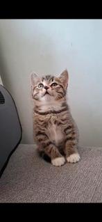 Lieve huiskatjes ter adoptie - kleine vergoeding