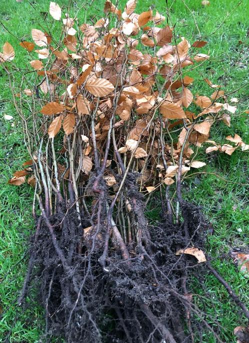 groene beukenhaag, fagus, Tuin en Terras, Planten | Struiken en Hagen, Haag, Beukenhaag, Ophalen of Verzenden