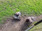 Gratis Brahma hoenen, Dieren en Toebehoren, Vogels | Overige Vogels