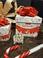 Lieve & tamme hamstertjes, Dieren en Toebehoren, Knaagdieren, December, Hamster, Tam