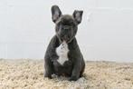 Chiots bouledogue français à vendre, 15 semaines à 1 an, Étranger, Hépatite contagieuse (maladie de Rubarth), Plusieurs animaux
