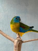Turquoisine man Groen split Cinnamon (kweekrijp), Dieren en Toebehoren, Mannelijk, Parkiet, Geringd