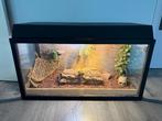 Baardagaam + Terrarium te koop, Dieren en Toebehoren, Reptielen en Amfibieën, Tam