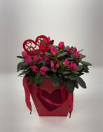 Valentijns gift - azalea in hoes, Tuin en Terras, Ophalen