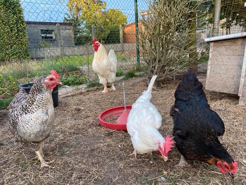 Toom legkippen met haan, Dieren en Toebehoren, Pluimvee, Kip, Meerdere dieren