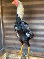 Mooie shamo haan, Animaux & Accessoires