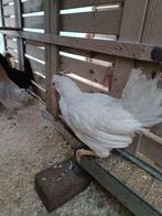 poussins d'un jour pondent bleu/olive/chocolat - 24 février, Femelle, Poule ou poulet