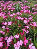 Nerium Oleander in verschillende potmaten, Jardin & Terrasse, Plantes | Jardin, Enlèvement