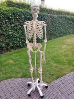 Anatomische skelet: menselijke grootte, Diversen, Ophalen, Zo goed als nieuw