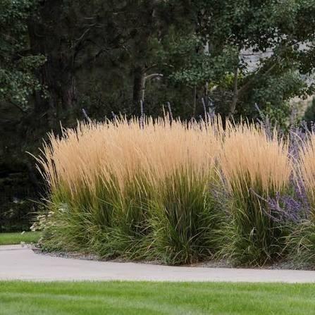 Siergrassen 2L op bestelling, Tuin en Terras, Planten | Tuinplanten, Siergrassen, Ophalen