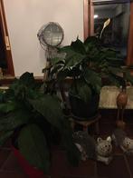 Lepelplant, Huis en Inrichting, Kamerplanten, Minder dan 100 cm, Halfschaduw, Bloeiende kamerplant, Ophalen