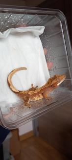 1.0 Donkerrode Harlequin wimpergekko man, Dieren en Toebehoren, Reptielen en Amfibieën, Hagedis, Tam, 0 tot 2 jaar