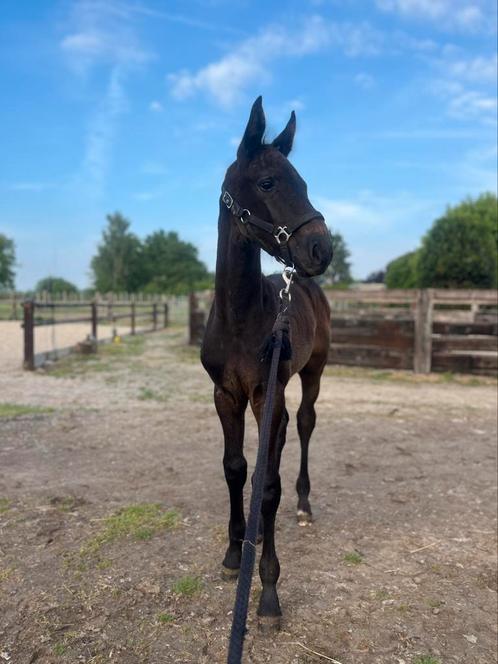 Hengstenveulen Milton Z X L’arc de Triomphe, Dieren en Toebehoren, Paarden, Hengst, Niet van toepassing, 0 tot 2 jaar, Springpaard