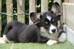 Prachtige Welsh corgi cardigan pups, Dieren en Toebehoren, België, Overige rassen, CDV (hondenziekte), 8 tot 15 weken
