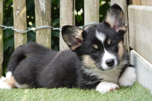 Prachtige Welsh corgi cardigan pups, Dieren en Toebehoren, Honden | Herdershonden en Veedrijvers, Meerdere dieren, Overige rassen