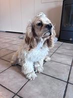 Hond te koop, Particulier, 15 weken tot 1 jaar, Buitenland, Eén hond