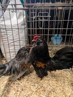 Gratis haantjes, Dieren en Toebehoren, Pluimvee