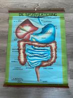 Oude schoolplaat “de spijsvertering” Cremers, Antiek en Kunst, Ophalen of Verzenden