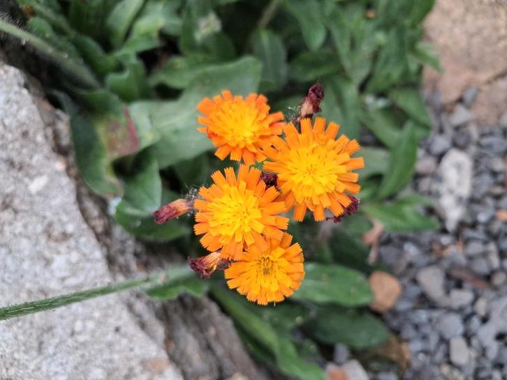 Biologische Oranje Havikskruid Zaden, Tuin en Terras, Bloembollen en Zaden, Ophalen of Verzenden