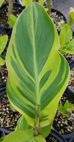 Canna Wolfsong, Tuin en Terras, Planten | Tuinplanten, Ophalen of Verzenden
