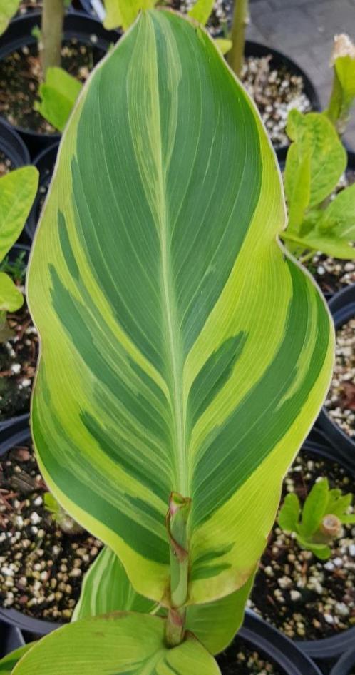 Canna Wolfsong, Tuin en Terras, Planten | Tuinplanten, Ophalen of Verzenden