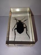 insect in epoxy hars 16, Verzamelen, Dierenverzamelingen, Ophalen of Verzenden, Zo goed als nieuw, Insect, Opgezet dier