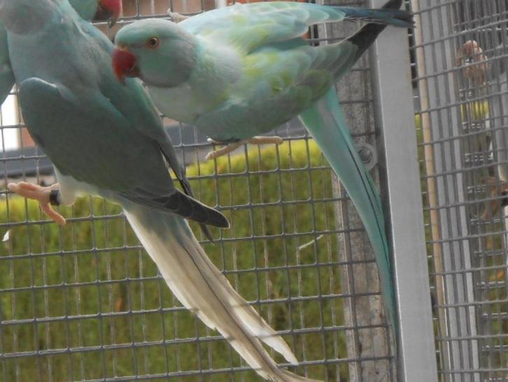 onverwante koppels halsbandparkieten, Dieren en Toebehoren, Vogels | Parkieten en Papegaaien, Parkiet, Meerdere dieren, Geringd
