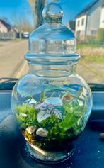 Terrarium’s op aanvraag, Huis en Inrichting, Ophalen of Verzenden