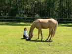 Golden C pony, Dieren en Toebehoren, Pony's, Ruin, C pony (1.27m tot 1.37m), Gechipt, 7 tot 10 jaar