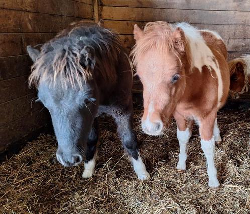 Shetlands entier, Animaux & Accessoires, Chevaux, M