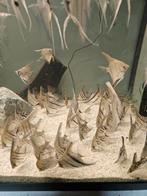 !!! LAATSTE WEEK ACTIE !!! Maanvissen, Dieren en Toebehoren, Vissen | Aquariumvissen, Vis, Zoetwatervis, Schoolvis