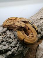 Boa constrictor imperator Arabesque, Dieren en Toebehoren