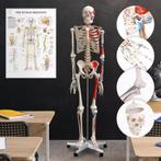 Skelet Anatomie model levensgroot met spier weergave poster, Diversen, Schoolbenodigdheden, Ophalen