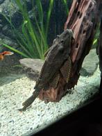 Mooie zijlvin Pleco 30cm+, Dieren en Toebehoren
