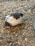 Chinese dwergkwartels, Dieren en Toebehoren, Meerdere dieren, Tropenvogel, Geringd