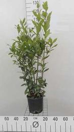 Keuken laurier / Laurus nobilis 60/80 cm, Tuin en Terras, Planten | Struiken en Hagen, Ophalen, Laurier