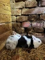 Dwergkonijn, Dieren en Toebehoren, Mannelijk, Dwerg, 0 tot 2 jaar
