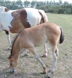 Ibero friese veulens/jonge paarden, Animaux & Accessoires, Chevaux, Plusieurs animaux, Non dressé