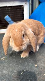 Franse hangoor ram 5 maand oud, Dieren en Toebehoren, Konijnen, Mannelijk, Groot, Hangoor, 0 tot 2 jaar