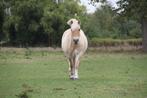 fjord, Dieren en Toebehoren, Ruin, Recreatiepaard, Gechipt, 7 tot 10 jaar