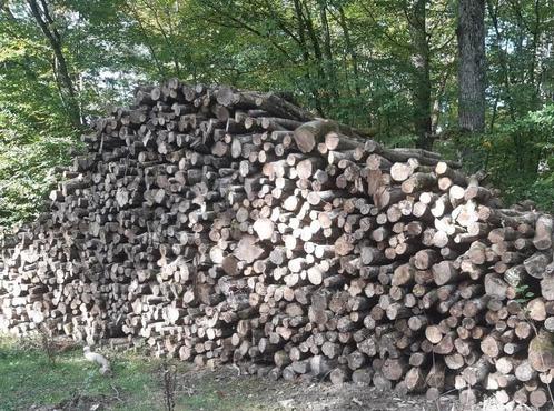 Bois de chauffage 2M, Tuin en Terras, Brandhout, Beukenhout, 6 m³ of meer, Ophalen