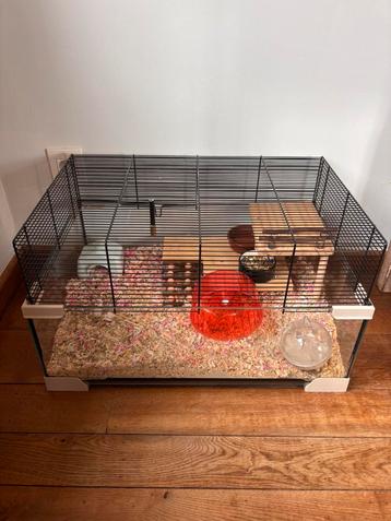 Hamsterkooi in goede staat met onderaan veiligheids glas. beschikbaar voor biedingen