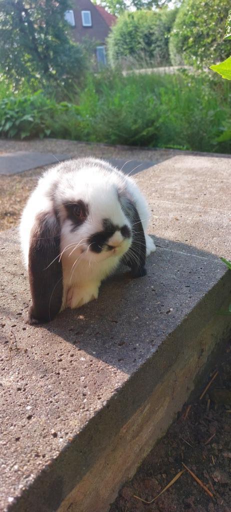 Franse Hangoor, Dieren en Toebehoren, Konijnen, Groot, Mannelijk, 0 tot 2 jaar, Hangoor