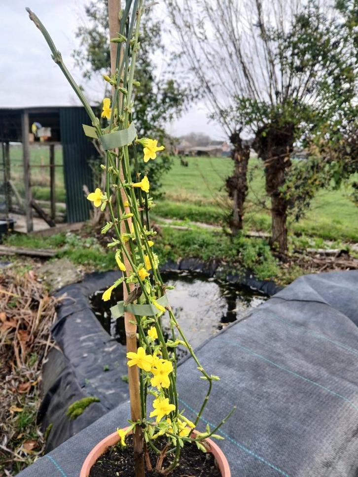 Winterjasmijn, Tuin en Terras, Planten | Fruitbomen, Ophalen