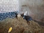 Vlaamse reuzen te koop, Dieren en Toebehoren, Konijnen, Meerdere dieren, Groot, 0 tot 2 jaar